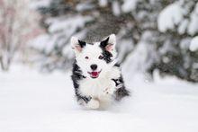 veterinary-Border-Collie-running-in-snow_220px_139606427.jpg