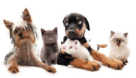 veterinary_dog_cat_group_puppy_182176389_450.jpg