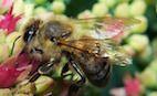 Bees Aren't Just Busy... They're Smart