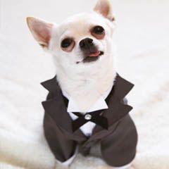 weddingdog_1_240-523916-1384678405146.jpg