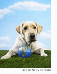 veterinary_global_vaction_dog_wd-705085-1384213404559.png