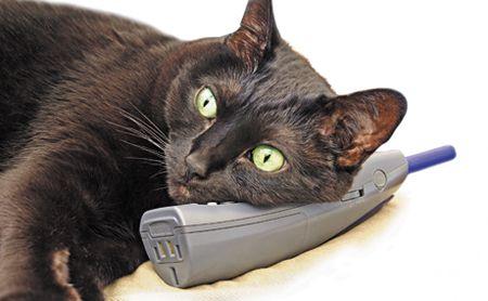 veterinary-cat-black-phone-talk-chat-gossip-157185475_450.jpg