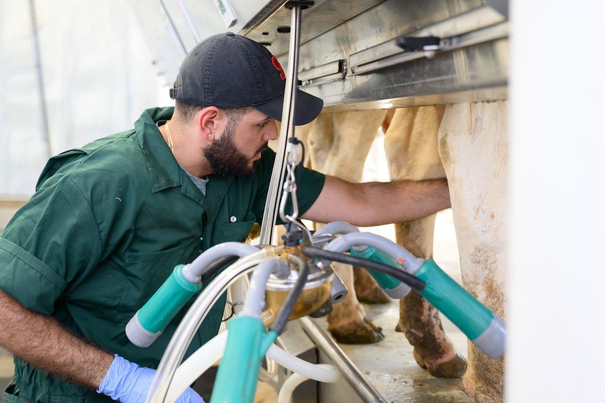 The accessible new barn makes milking and mastitis checks easier