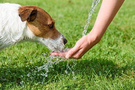 veterinary_dog_drinking_water_AdobeStock_118881817_450px-1.jpg