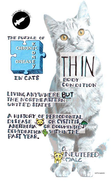 veterinary-cat-chronic-kidney-disease-450-scroll.jpg