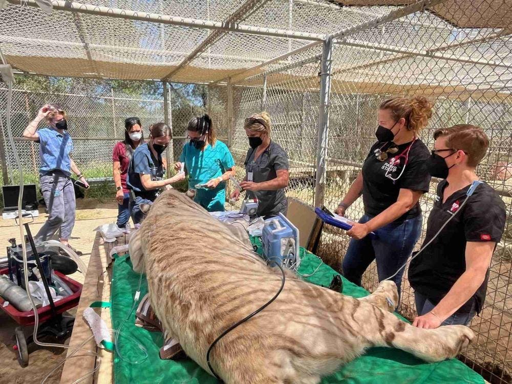 Falcor receiving care from his veterinary team