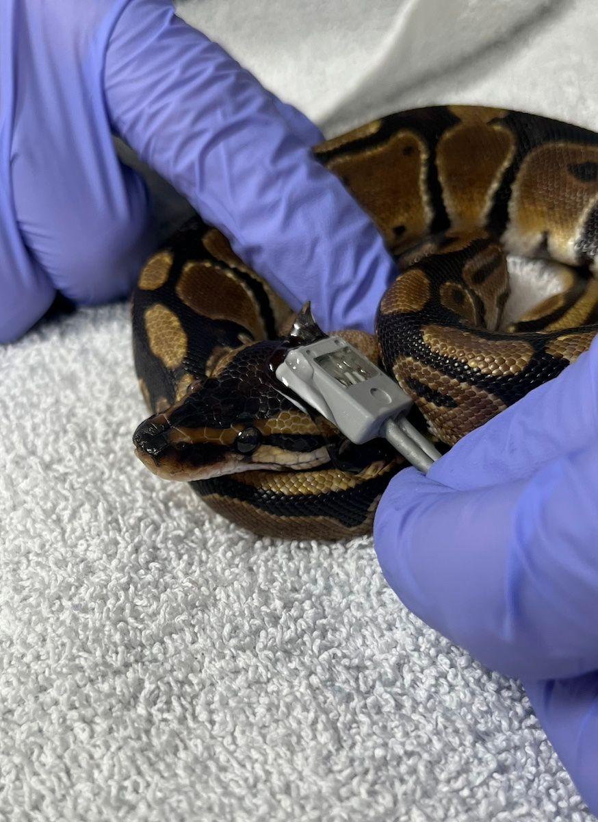 Photo: Nicola Di Girolamo/Cornell University

Researchers measure the pulse rate of a ball python