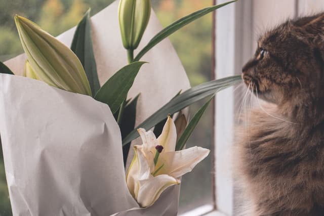 Outpatient treatment for lily toxicity in cats