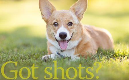 veterinary-dog-park-puppy-corgi-web.jpg