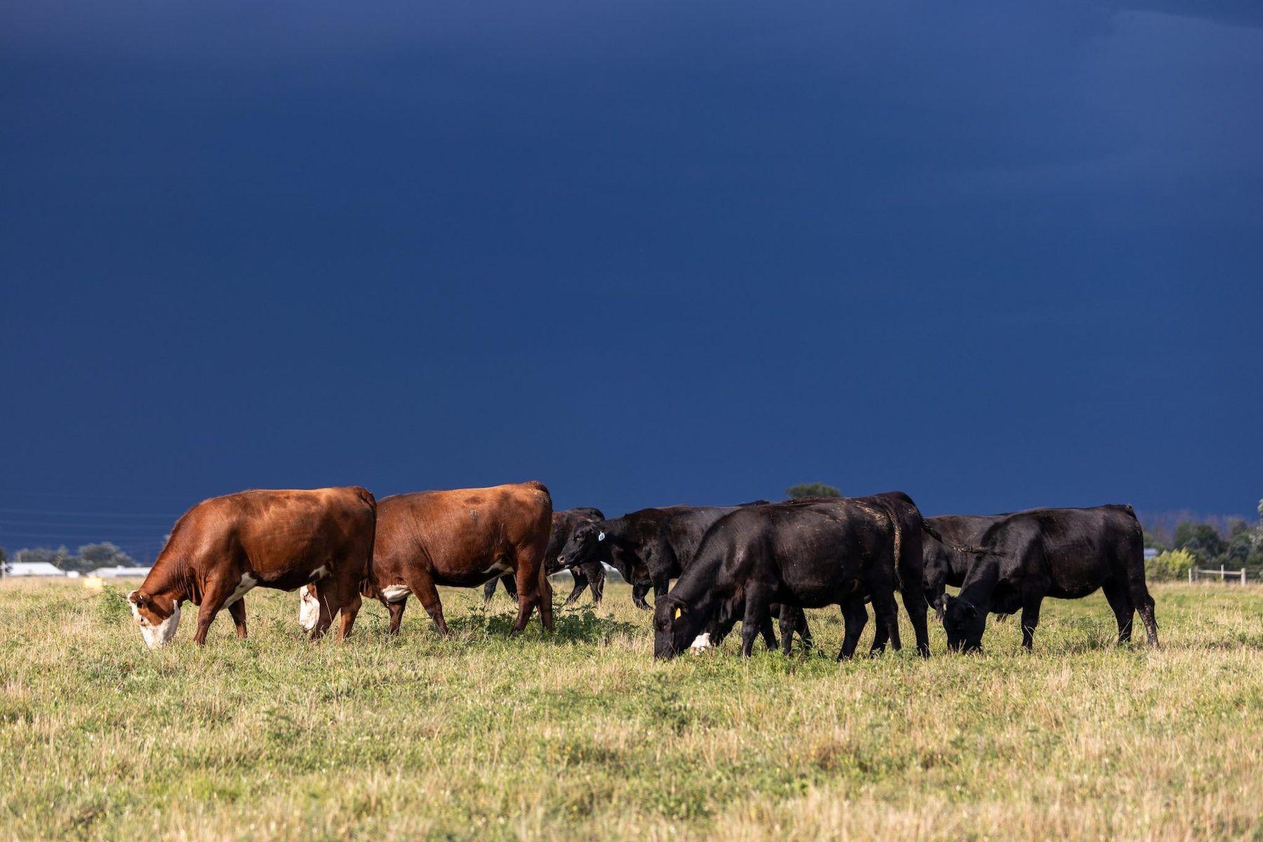 Cattle in Missouri