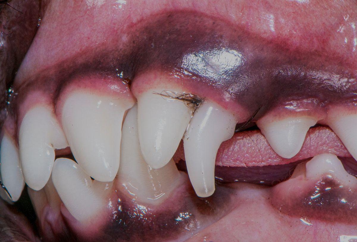 Figure 2d: Persistent primary canine tooth in a Yorkshire terrier.