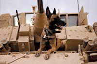 veterinary-dog-shepherd-military-tank-78387811-814578-1404223941909.jpg