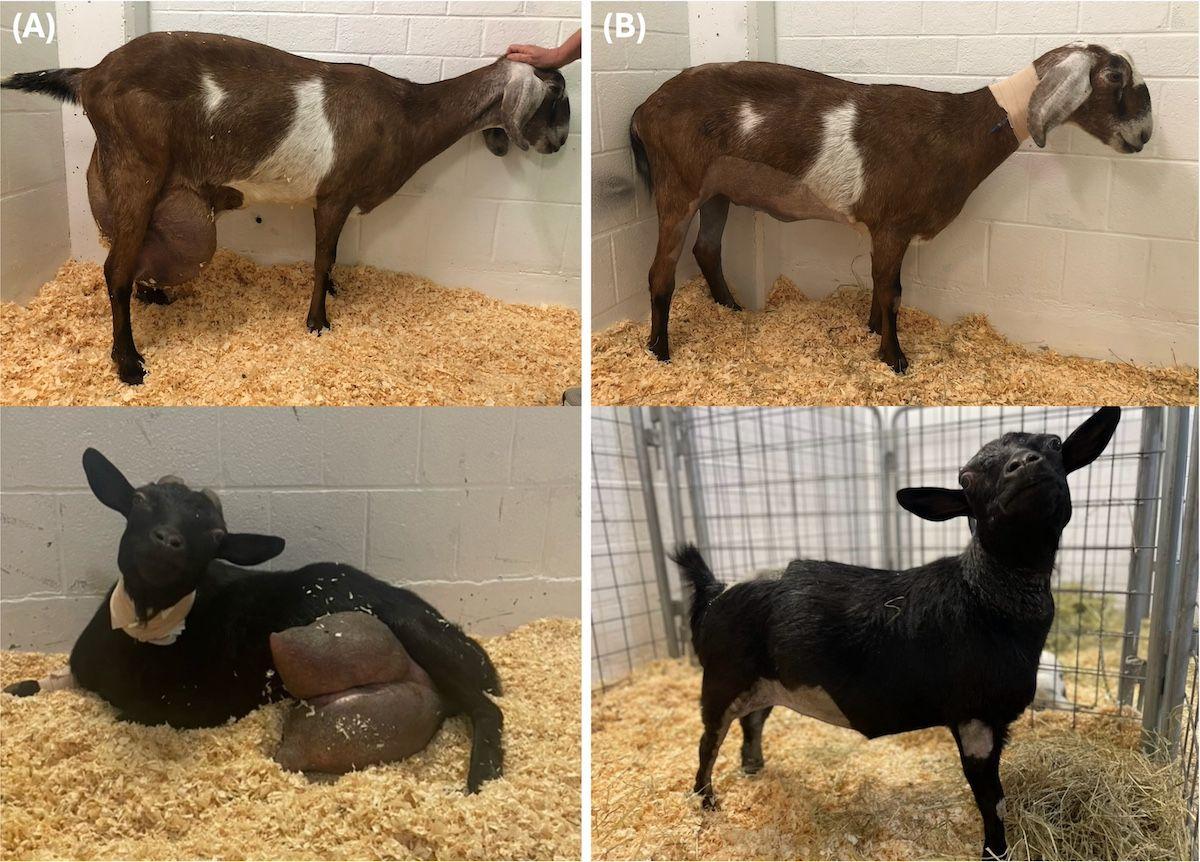 Figures 1a, 1b. (A) Two goats with abnormal, markedly enlarged mammary glands hospitalized for a total mastectomy. (B) The same goats with improved attitudes, mobility, and esthetics in their postoperative period.