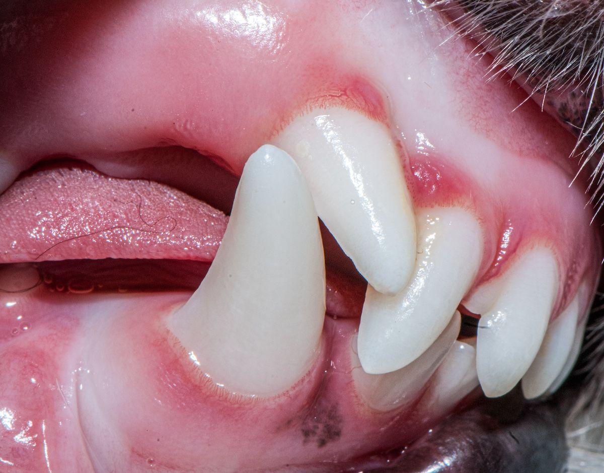 Figure 1a: Lance canine tooth in a Shetland sheepdog.