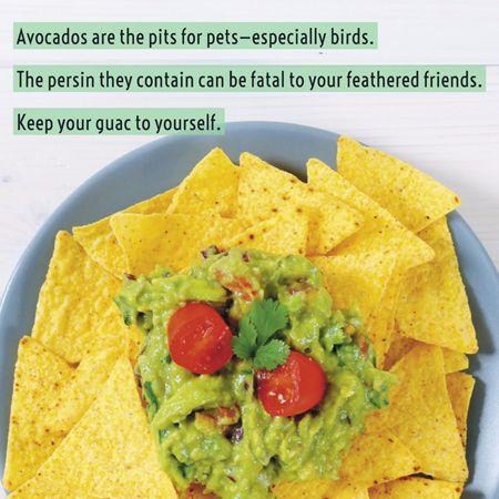 veterinary-guacamole-450.jpg