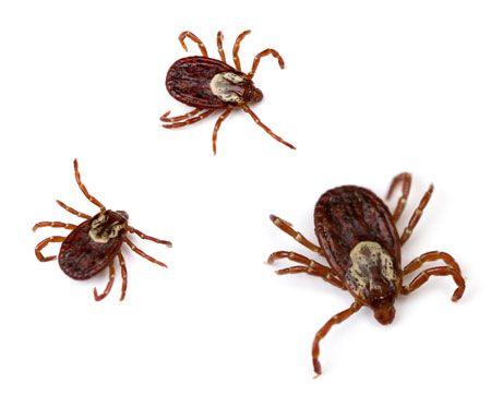 veterinary-americandogticks-shutterstock-53203873-450.jpg