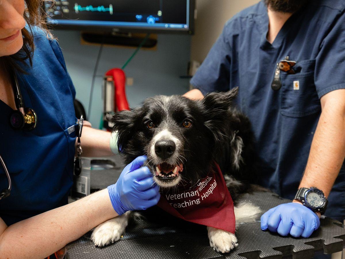 Samantha Eisner, DVM, and Everett Lowenstein, a fourth-year veterinary student, perform a final exam on Sissy prior to her release from the hospital.

Photo: Ryleigh Rejcek, Texas A&M College of Veterinary Medicine and Biomedical Sciences 