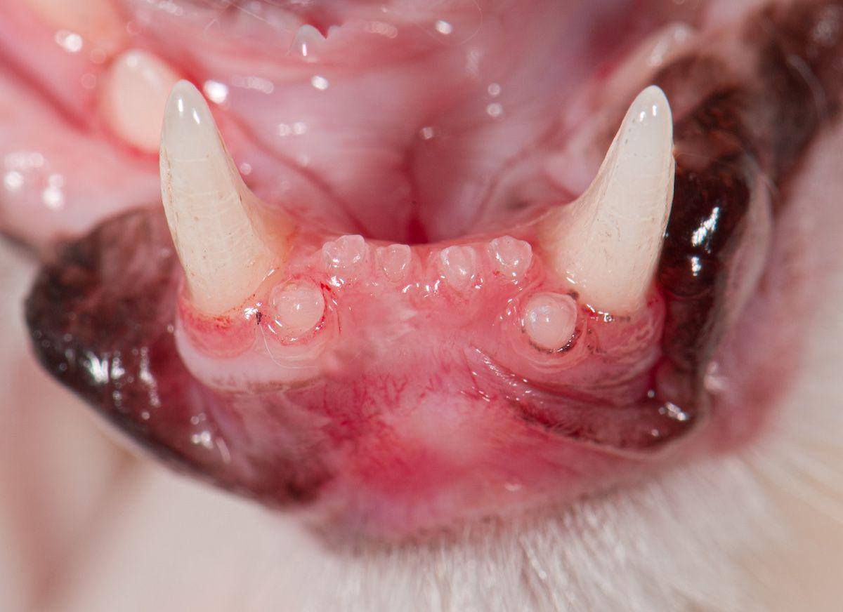 Figure 2a: Crowded incisors in a Persian cat.