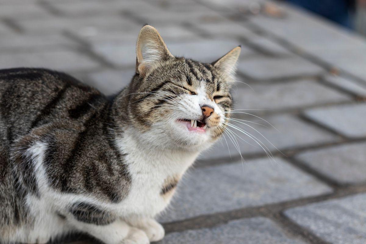 A tech's guide to feline pain: recognition and management