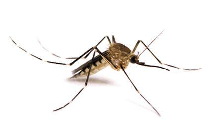 veterinary_parasite mosquito_body.jpg