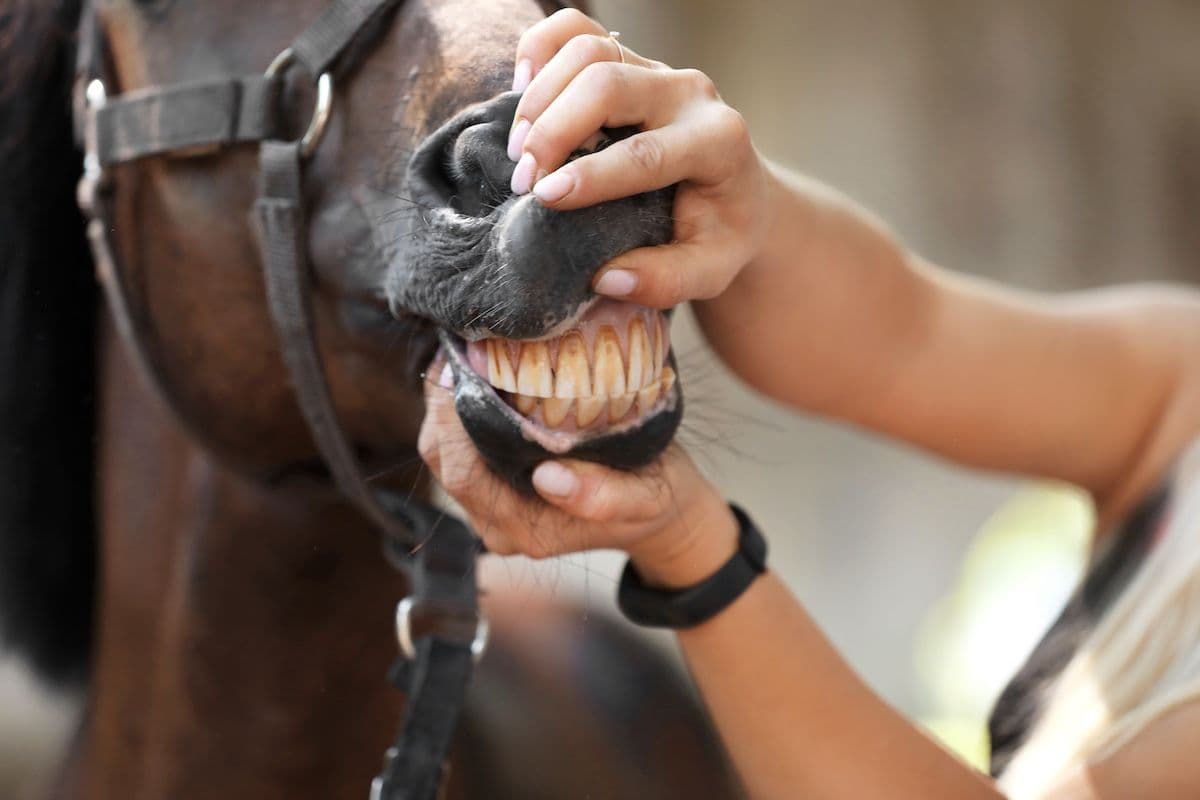 An overview of common equine dental diseases