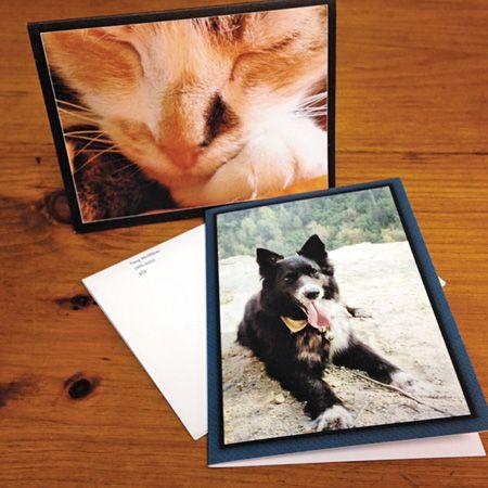 veterinary_idea_pet_cards_450px.jpg