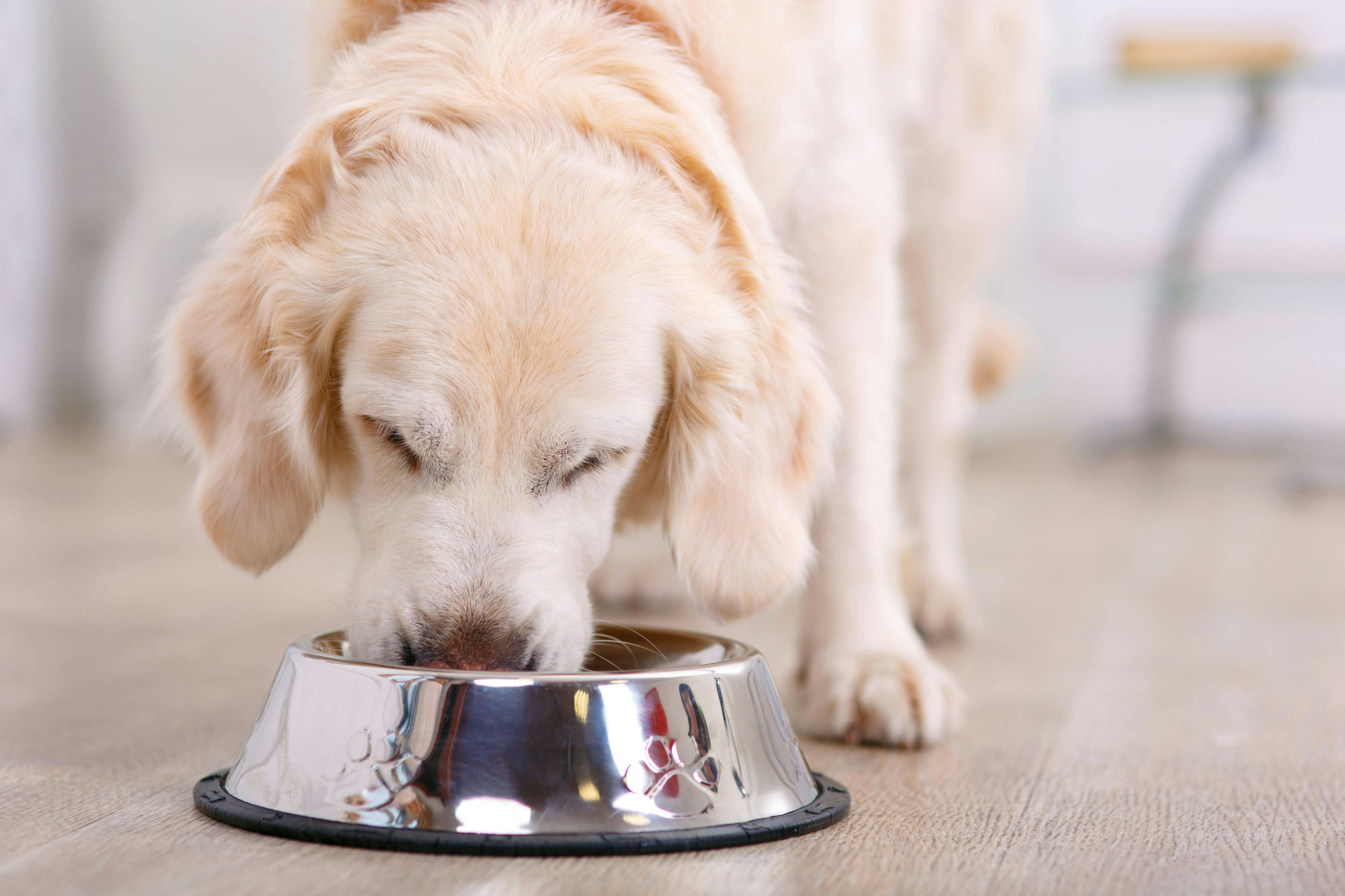 FDA confirms the safety of popular pet food 