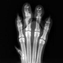 core-imaging-xray-paw.jpg