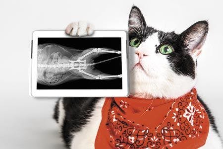 veterinary-cat-showing--x-ray-plate-450px-shutterstock_563548945.jpg