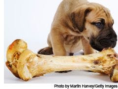 veterinary_dog_bone_Inside-667167-1384321876710.jpg