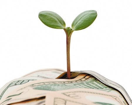 vet_157580976-growth-money-plant-gettyimages_450.jpg