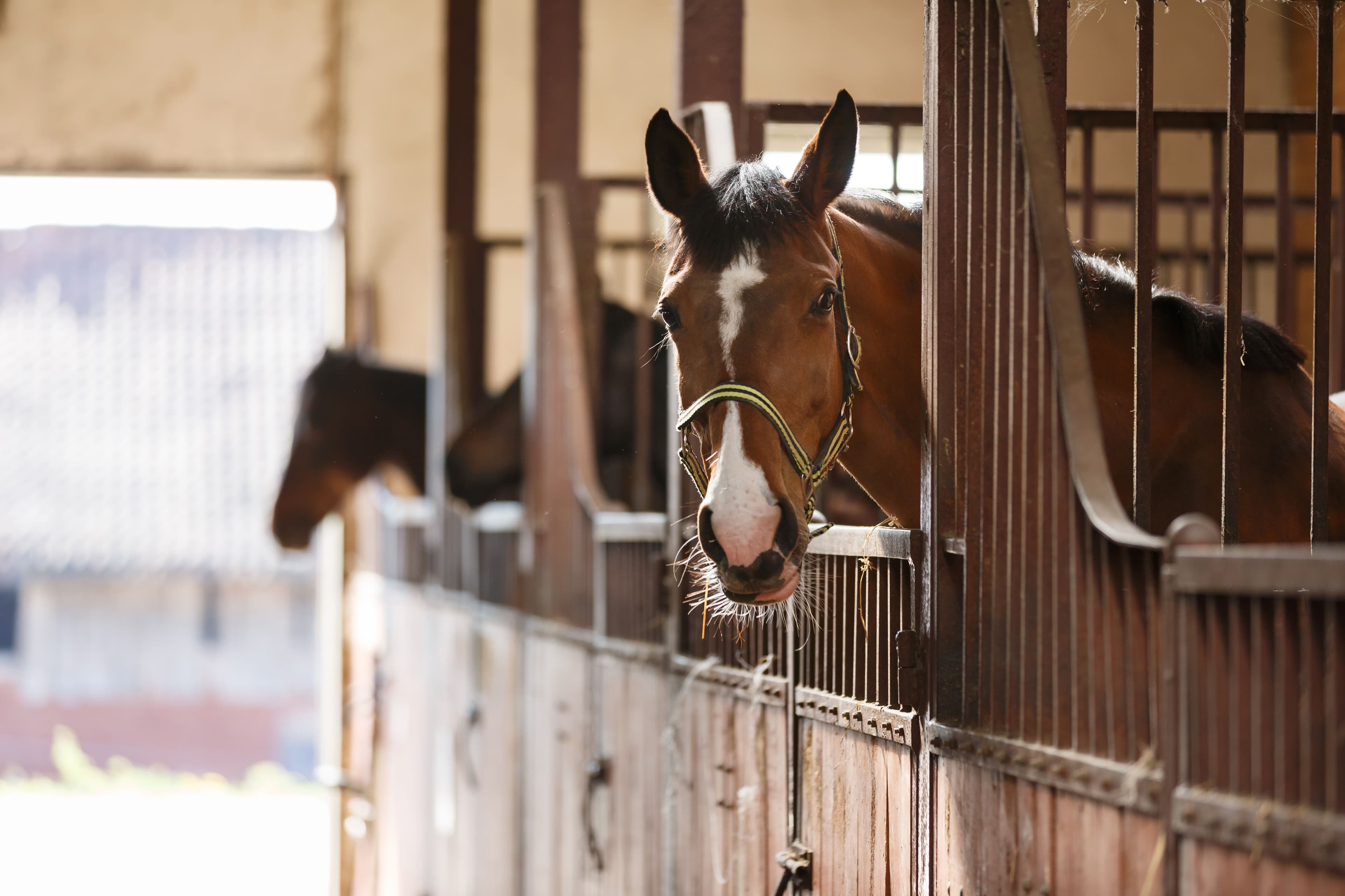 UC Davis achieves first equine IVF with frozen sperm