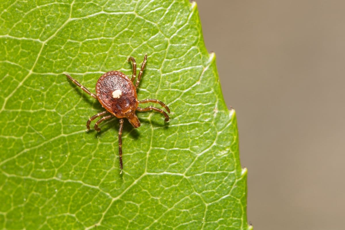 A lone star tick (Amblyomma americanum).

ondreicka/Adobe Stock