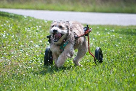 veterinary-k9carts-photo-450.jpg