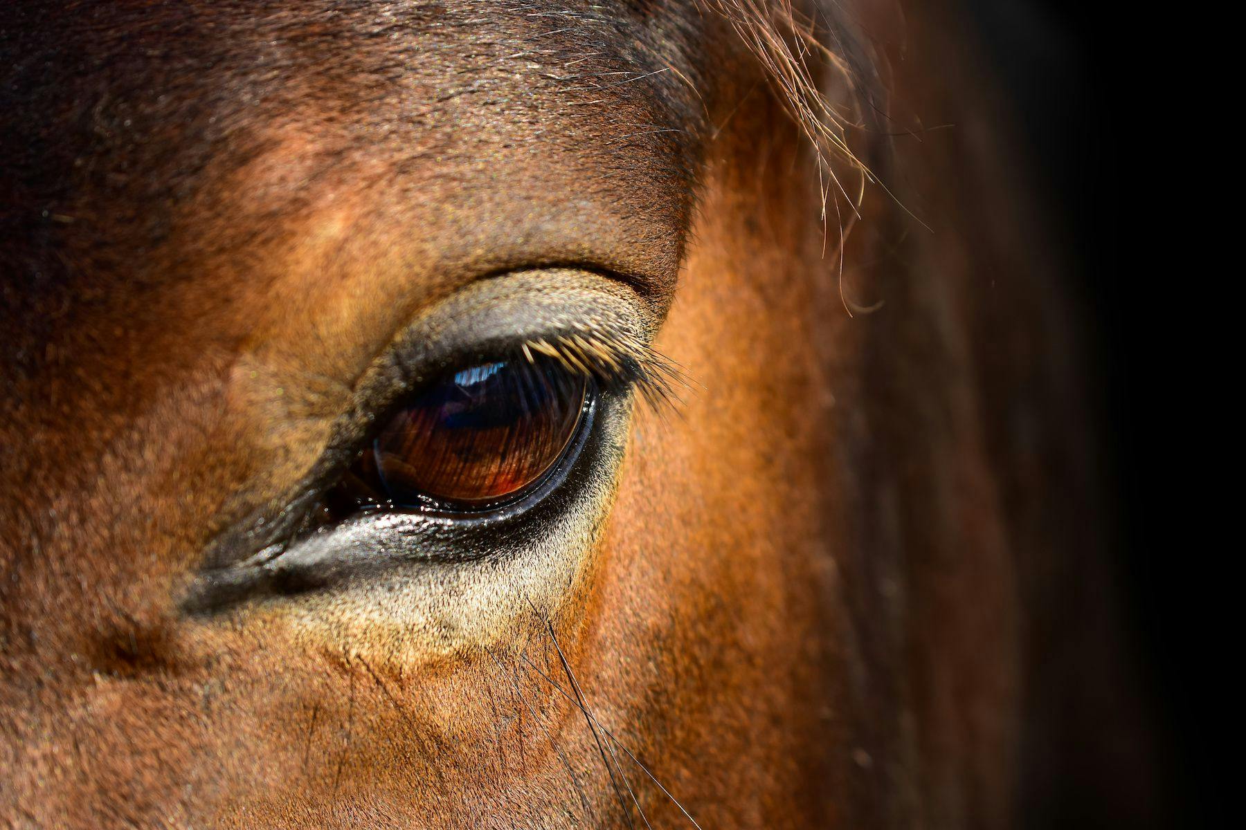 Equine eye