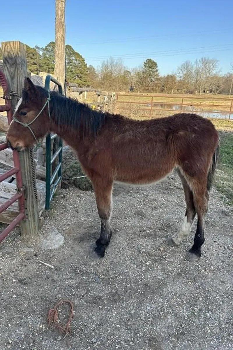 Young equine makes long recovery journey after serious illness