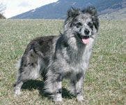 Pyrenean-Shepherd-581084-1384522588030.jpg