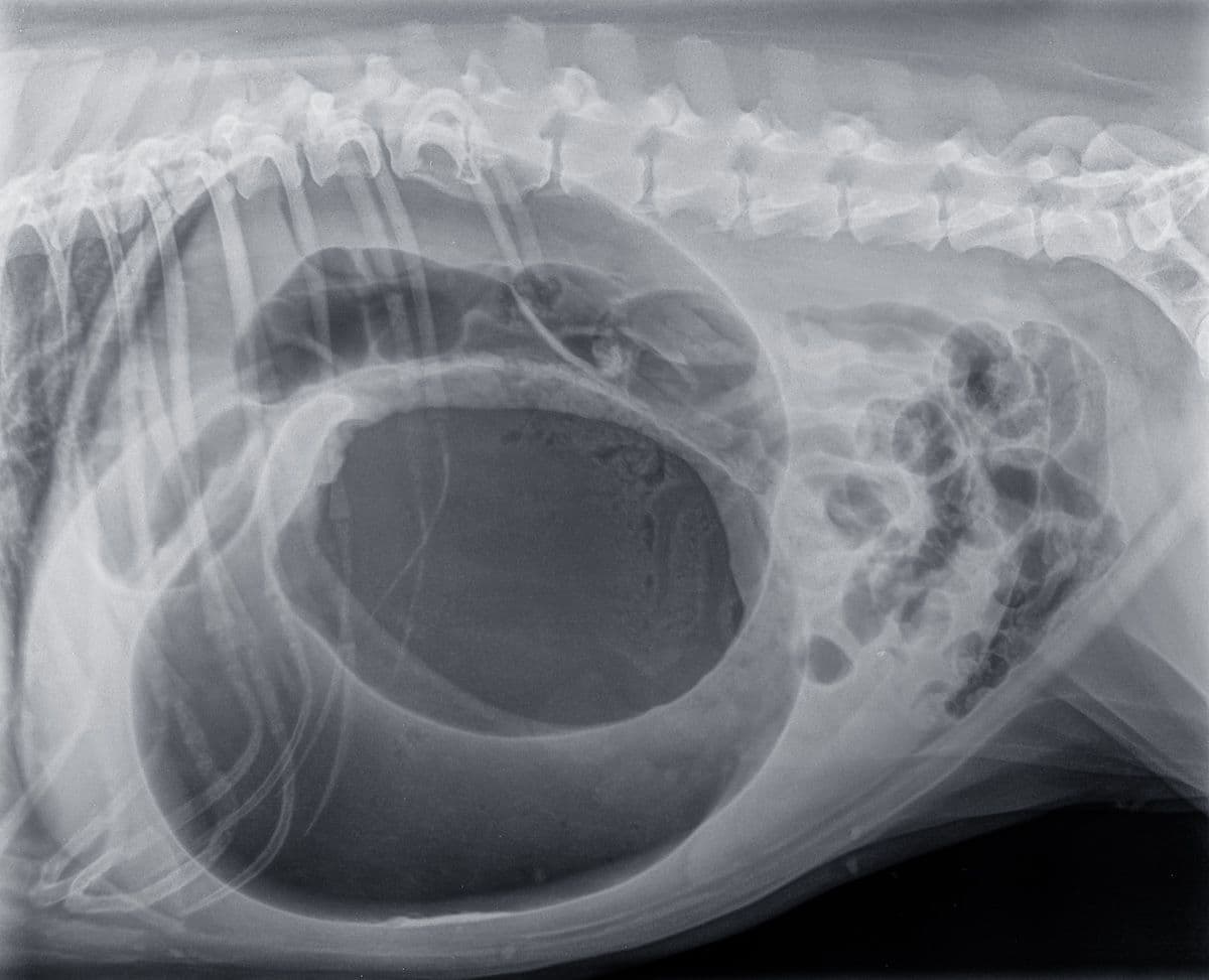 Photo: Henk Vrieselaar/Adobe Stock

A lateral x-ray of a large dog with a gastric dilatation and torsion is shown.