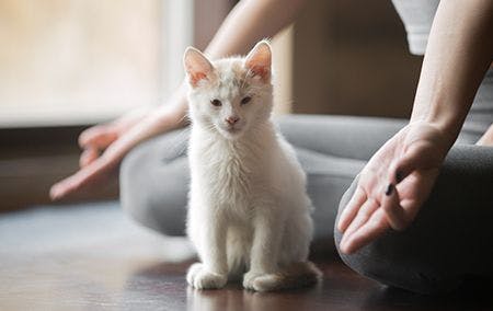 veterinary_yoga-cat_450_shutterstock_557795230.jpg