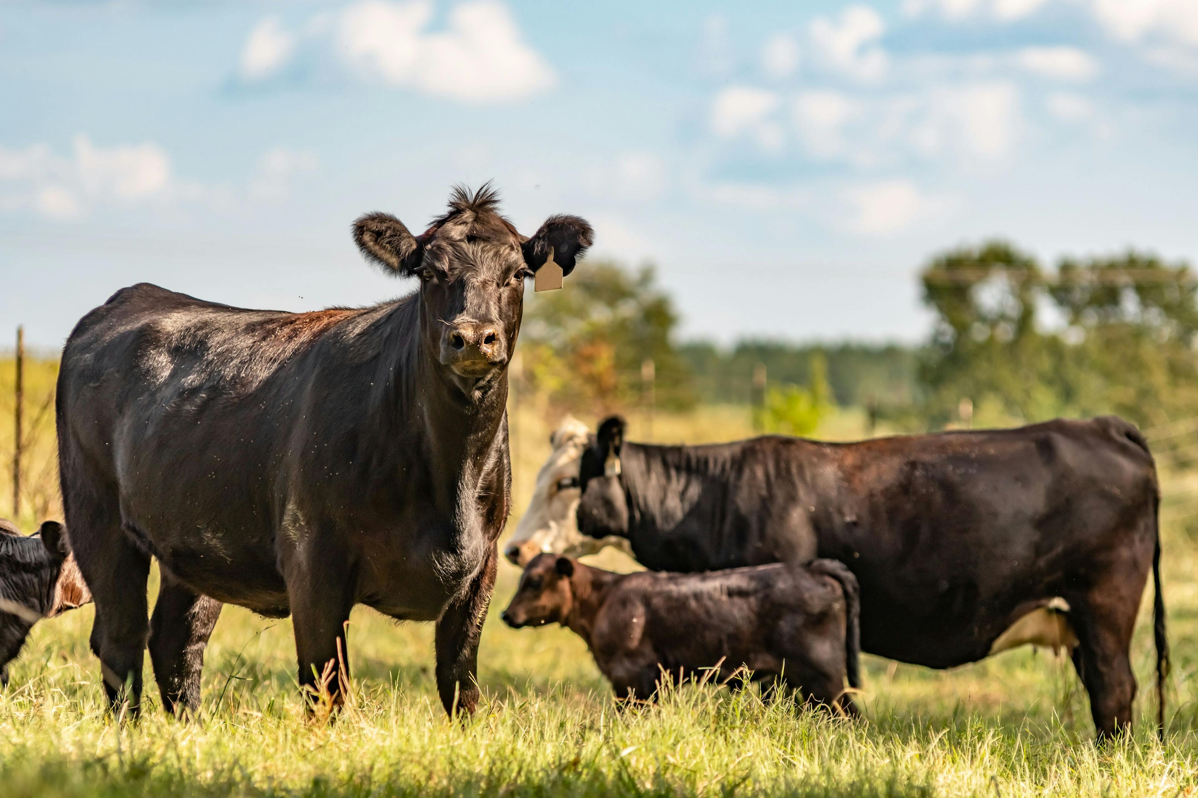 Experimental bovine anaplasmosis vaccine may offer cattle protection