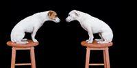 veterinary_debate_dog_faceoff_sm_sb10066337o-001-735165-1384184795869.jpg