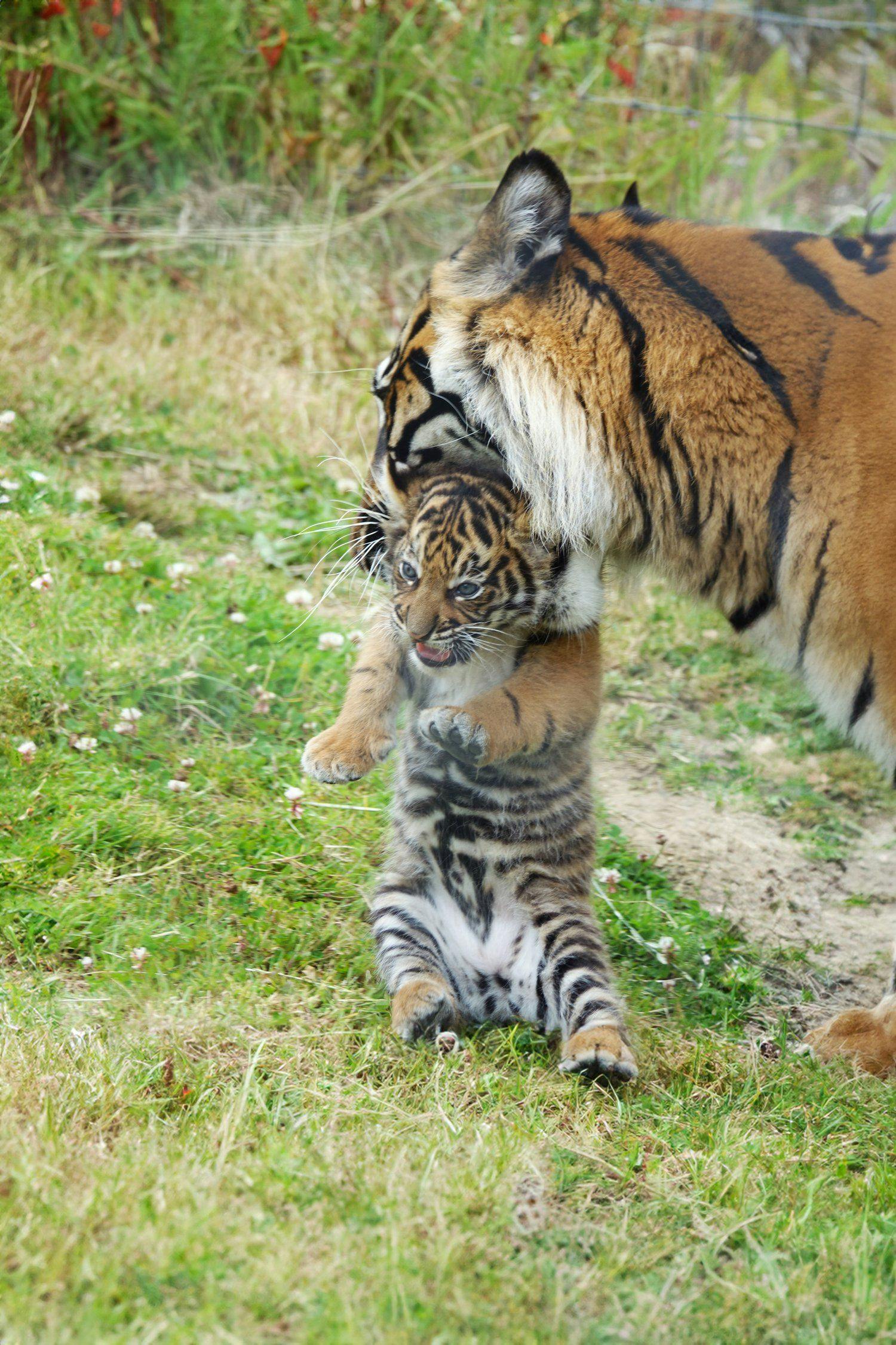 Birth of Sumatran tiger is a boost to critically endangered subspecies
