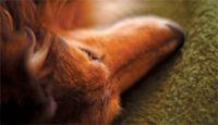 veterinary-dog-sheltie-sleep-171889865-839410-1404210329975.jpg