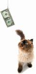 veterinary-cat-kitten-money-chase-172298369-844547-1404210763251.jpg