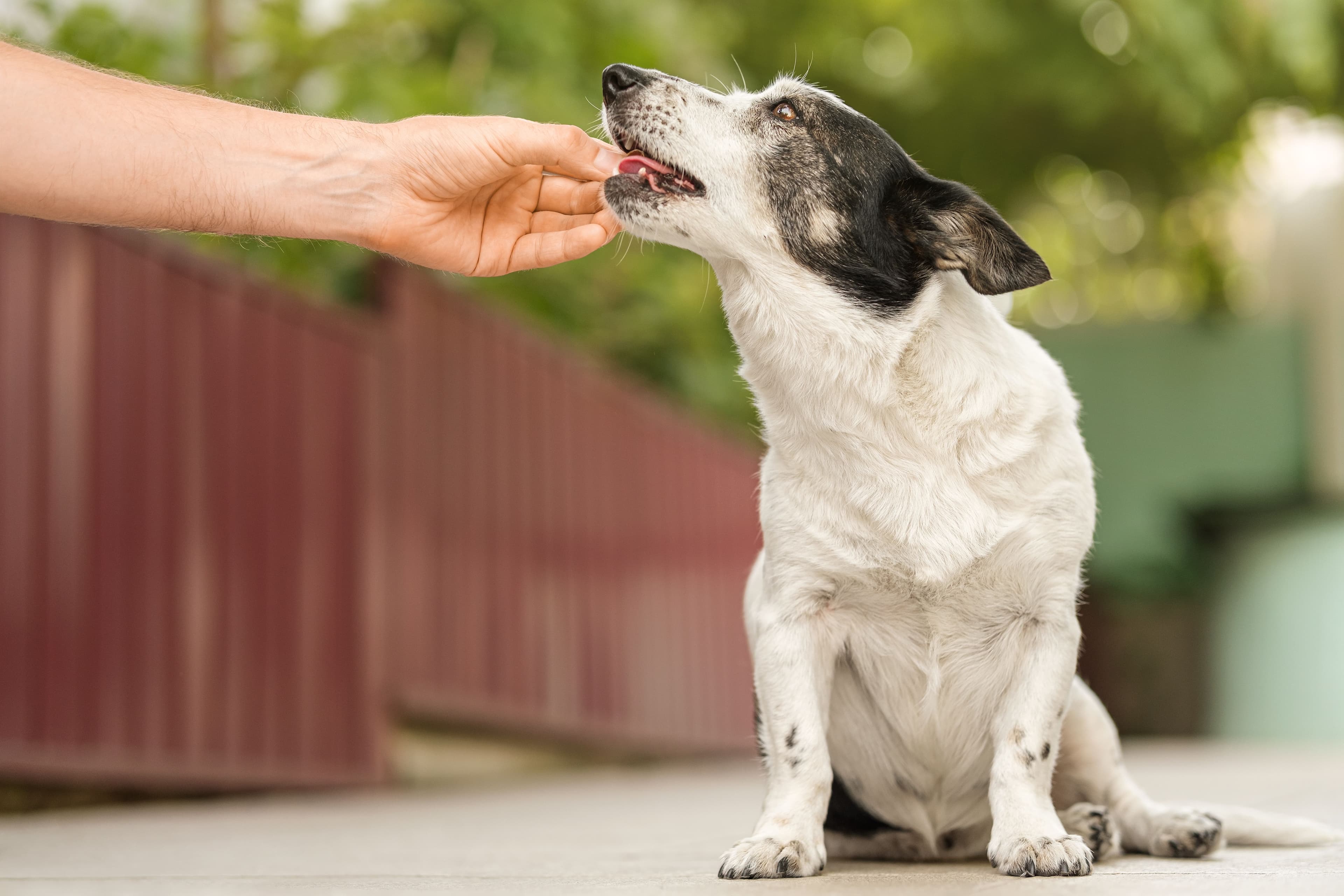 FDA approves renewal for canine chemotherapy-induced diarrhea treatment