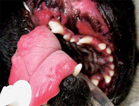 veterinary_stomatitis_3_460-653670-1384334613918.jpg