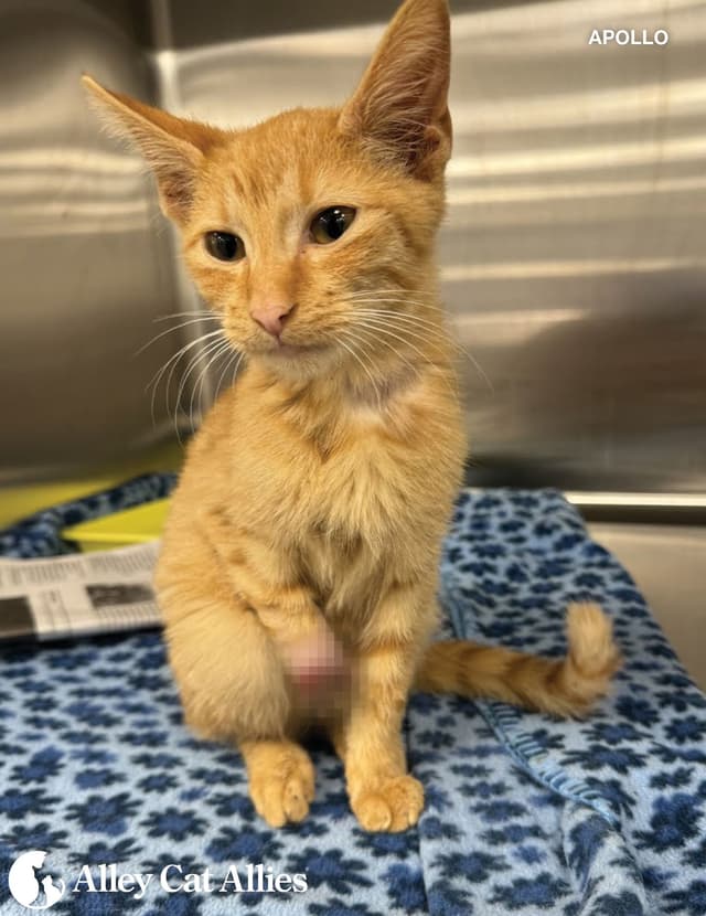 Advocacy organization investigating a kitten’s case of animal cruelty