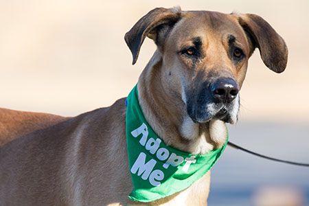 veterinary_dog_shelter_adopt_AdobeStock_145990150_450.jpg