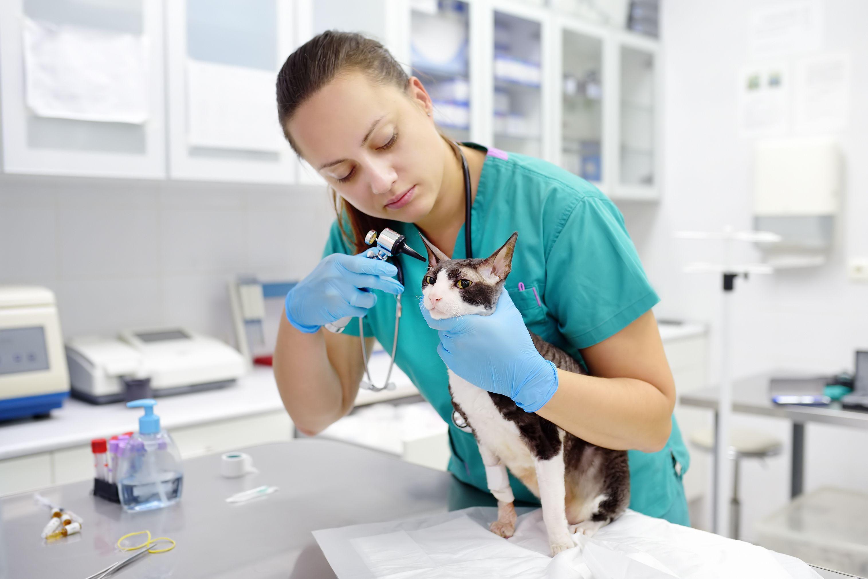 GlobalVetLink and Veterinary Innovative Partners teams up to streamline clinic processes