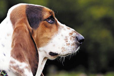 veterinary-dog-Basset-Hound-Dog-450px-129619750.jpg